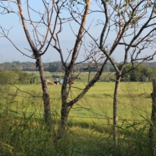 farm life