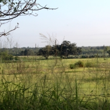 green fields