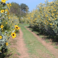 sunflower path